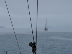 Aialik Bay Korvesse taucht im Nebel auf