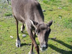 junges Rentier Alaska Wildlife Conservation Center