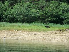 Schwarzbär Comfort Bay