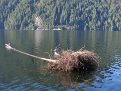 Fraser Reach Baumstamm