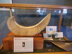 Friday Harbor Walmuseum