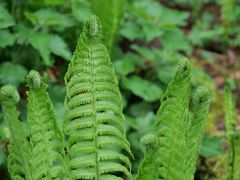 Seleger Moor Rifferswil