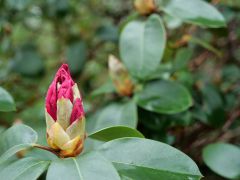 Seleger Moor Rifferswil