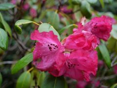 Seleger Moor Rifferswil