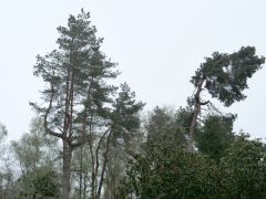 Seleger Moor Rifferswil