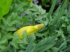 Seleger Moor Rifferswil