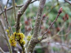 Seleger Moor Rifferswil