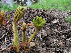 Seleger Moor Rifferswil