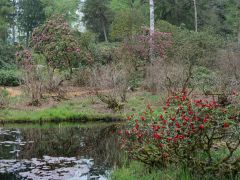 Seleger Moor Rifferswil