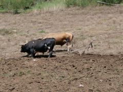 Zwischen San Jose de Ocoa und Constanza