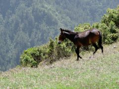 Zwischen San Jose de Ocoa und Constanza
