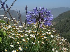Zwischen San Jose de Ocoa und Constanza