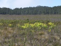 Zwischen San Jose de Ocoa und Constanza