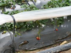 Zwischen San Jose de Ocoa und Constanza