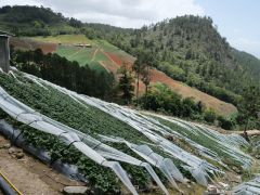 Zwischen San Jose de Ocoa und Constanza
