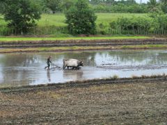 Reisfeld südlich von Nagua
