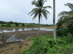 Reisfeld südlich von Nagua