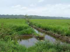 Reisfeld südlich von Nagua