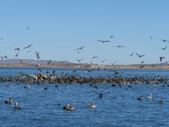 Pelikane San Bartolomé
