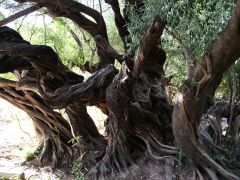 San Javier 350 Jahre alter Olivenbaum