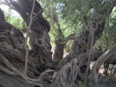 San Javier Olivenbaum