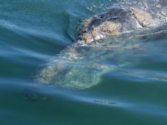 Guerrero Negro Grauwal