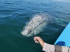 Guerrero Negro Grauwal