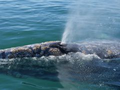 Guerrero Negro Grauwal