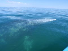 Guerrero Negro Grauwal