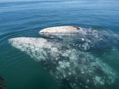 Guerrero Negro Grauwal