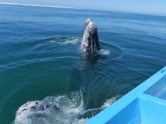 Guerrero Negro Grauwal