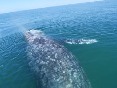 Guerrero Negro Grauwal