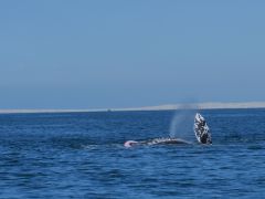 Guerrero Negro Grauwal