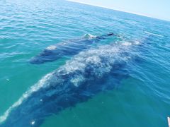 Guerrero Negro Grauwal mit jungem Grauwal