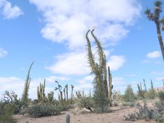 Viscaino Wüste Cirio