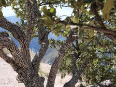 Divisadero Barrancas