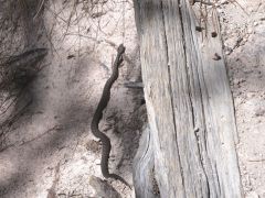 Cascada de Bassaseachic