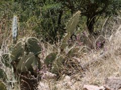 Aguas termales de Recowata