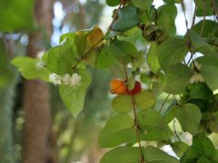 Los Mochis botanischer Garten