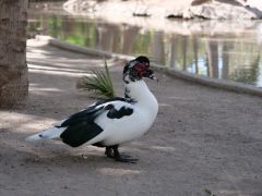 Los Mochis botanischer Garten