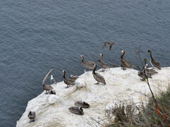 Küste La Jolla Pelikane