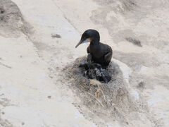 Küste La Jolla Kormoran mit Jungen