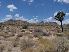 Joshua Tree Nationalpark