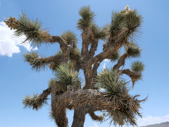 Joshua Tree Nationalpark Joshua Baum