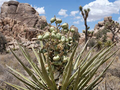 Joshua Tree Nationalpark
