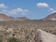Joshua Tree Nationalpark