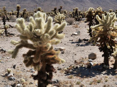 Joshua Tree Nationalpark