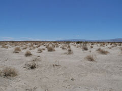 Anzza Borrego Desert