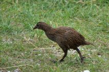Weka