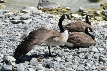 Enten beim Hooker Lake